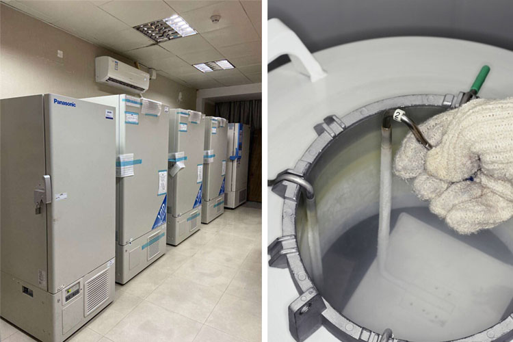 气相冻存 气相冻存